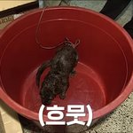 다른 <b>수달</b>