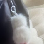 털복숭이 <b>오리</b>인형 이거 뭐야