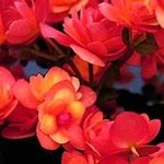 [TXT] 앞으로 그럼 생일에 탄생화로 나오나?