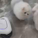 로봇 물__ 청소기 따라다니는 갱<b>쥐들</b>