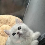 [고양이] 너무 사랑하는 우리 애옹이 바다