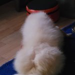 빵실빵실한 <b>뒷태</b>