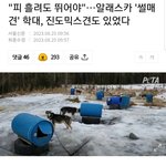 해외 입양가서 학대받는 진도<b>믹스</b>견들