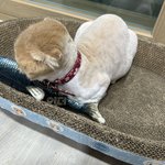 [비트이더] [비트이더]이렇게 컸어 ?