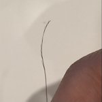 와 나 ㅈㄴ <b>개신</b>기한 머리카락 발견함