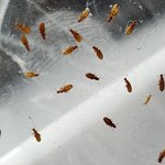 이 <b>벌레</b> 아시는분?