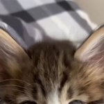 [TXT] 이 고양이 태현이 <b>닮음</b>