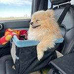 <b>포메</b>의 매력속으로