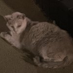 [댓글부탁해] 남친이 <b>비만</b>클리닉 의사인데