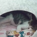 [고양이] 우리 아<b>깽이</b> 꽁치