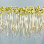 콩나물 한 <b>봉지</b>의 놀라운 효능