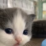 [드루와] 아니 <b>내방</b>에 모기들어왓는데