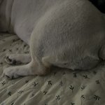 우리집갱얼쥐 <b>웰시</b>❤️