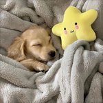 다들 <b>애착</b> 인형 하나씩은 있잖아요