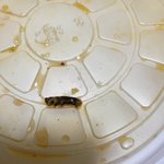 [이게맞냐] <b>배달</b>음식 벌레(사진있음)