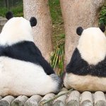 [꼭조언부탁] <b>뱃살</b> 빼는 운동 추천하고가삼
