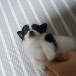 우리집 망망돌이를 소개합니다!