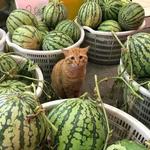 [드루와] 얘두라 졸사는 무조건 튀는거<b>하삼</b>