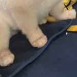 우리집 강아지 미용했는데 물<b>주먹</b> 좀 보고가세요
