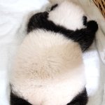 쌍<b>둥바오</b> 많이 컸다