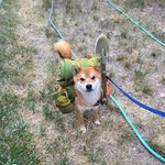 이런 '<b>시바</b>' 본 적 있냐?