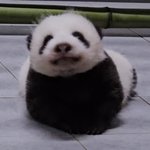 [드루와] 현생 힘들면 아기<b>바오</b> 보구가