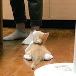 <b>폴더</b>폰 쓰는거 어떰?