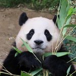 [드루와] <b>푸바오</b> 이 사진 진짜 이쁘지 않냐