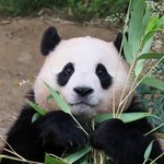 [드루와] 난 솔직히 <b>판다</b> 다 똑같을줄 알았는데