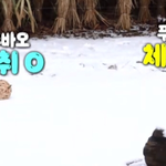 딸 푸바오의 체취를 인식하는 아빠 <b>러바오</b>