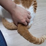 나의 동거묘 도칠이 23년 9월 가을맞이 <b>일상들</b>..