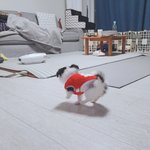 우리집 망망돌이를 소개합니다! 2탄!!!!