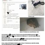 [이것좀봐줘] 청주시유기견보호소 <b>조폭</b>출신소장 학대무죄판결