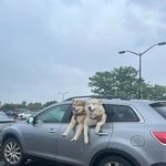 댕댕이들은 <b>무해</b>해