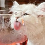 잔을 든 냥이... <b>일명</b> '잔. 든. 냥'