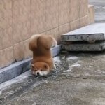 <b>시바</b>가 원래 이렇게 귀여웠나