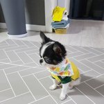 우리집 망망돌이를 소개합니다! 3탄-소년기