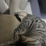 내 머리 꼭대기에 있는 키키