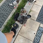 비둘기 <b>세뇌</b>시키는법