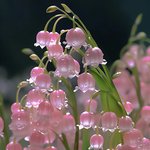 [댓글부탁해] <b>배민</b> 시켜먹다가 조개껍질 깨진게 나왔는데