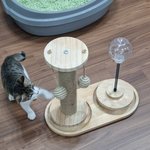 [고양이] 아깽이 <b>꽁치</b>의일상