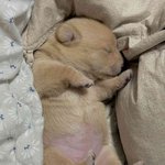 왜 서양인은 앞머리를