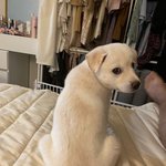 <b>시루</b> 1년 성장기