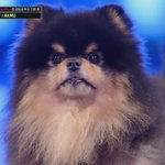 엠넷 엠카에 강아지 나옴 ㅋㅋㅋㅋㅋㅋㅋ