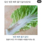 <b>현우</b>진 씻은 배추 줄기 닮았다