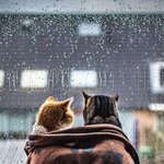 둘이 꼭 붙어서 <b>창밖</b> 구경하기