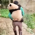 사람인가 판다인가