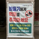 <b>비둘기</b> 화이팅