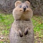 귀여운 <b>쿼카</b>