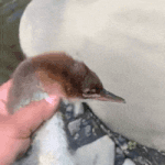 [도돋마아앙] 나 너 <b>단념</b>하고싶지 않아